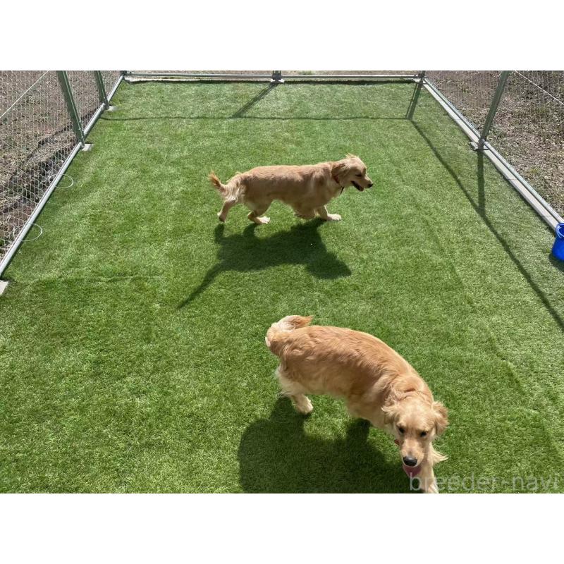 犬舎紹介の茨城県の犬舎紹介-5458の3枚目