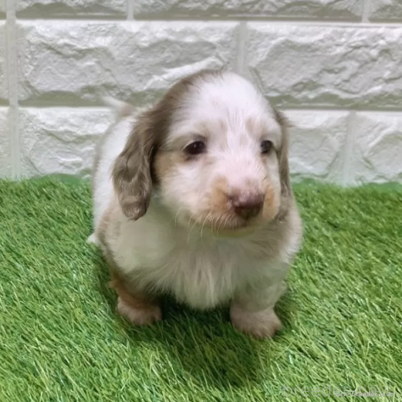 販売中の愛知県のミニチュアダックスフンド(ロングヘアード)-451984