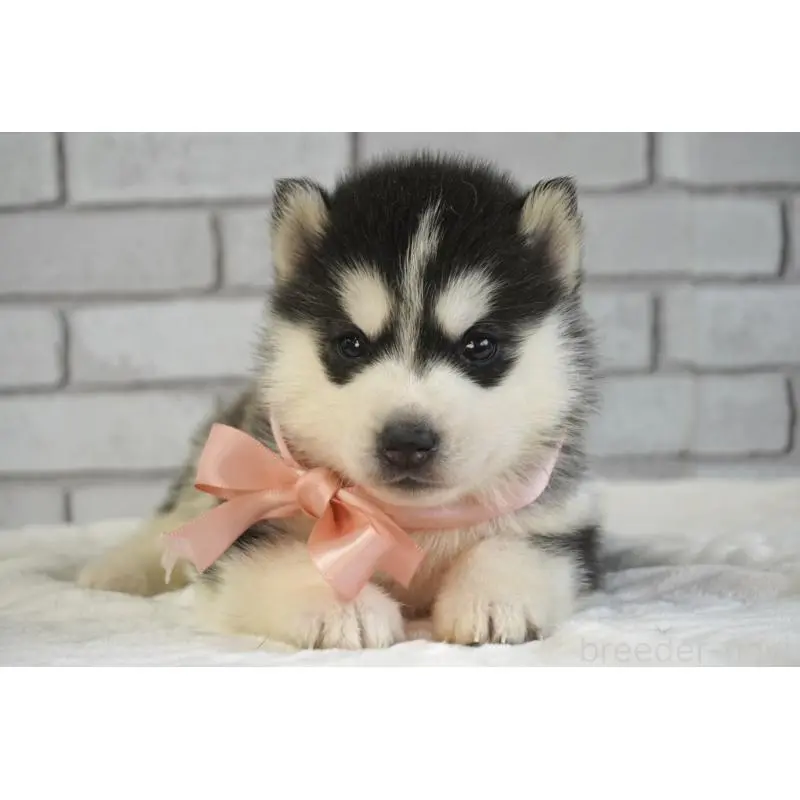 販売中の熊本県のシベリアンハスキー-453201の10枚目