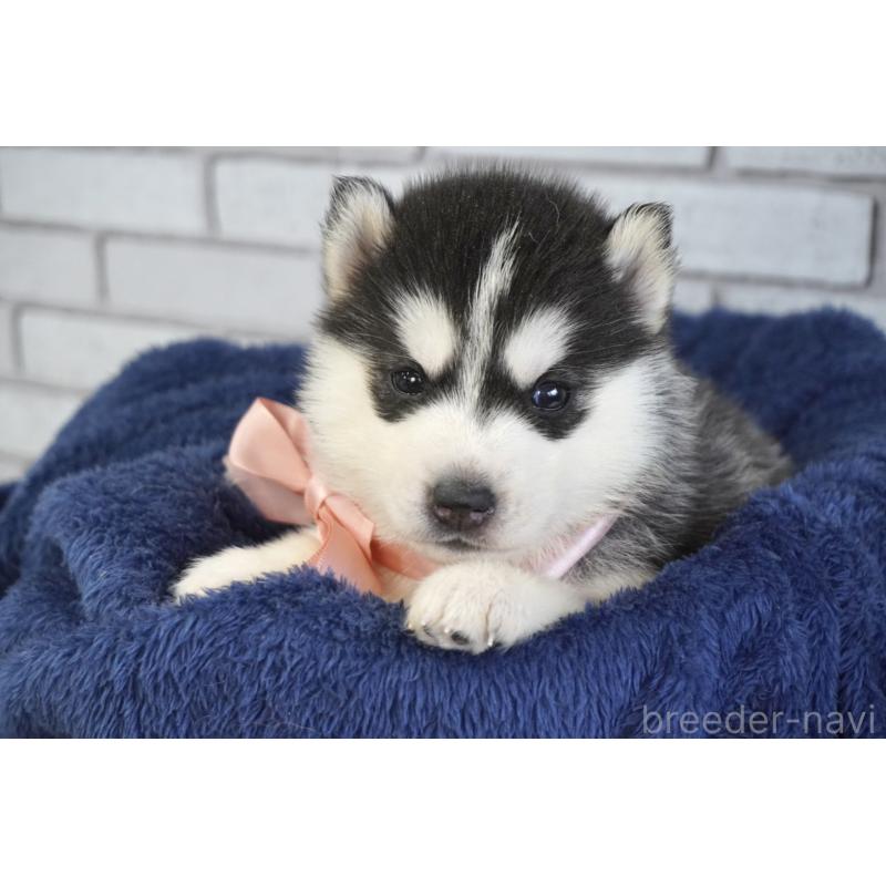 販売中の熊本県のシベリアンハスキー-453201の9枚目