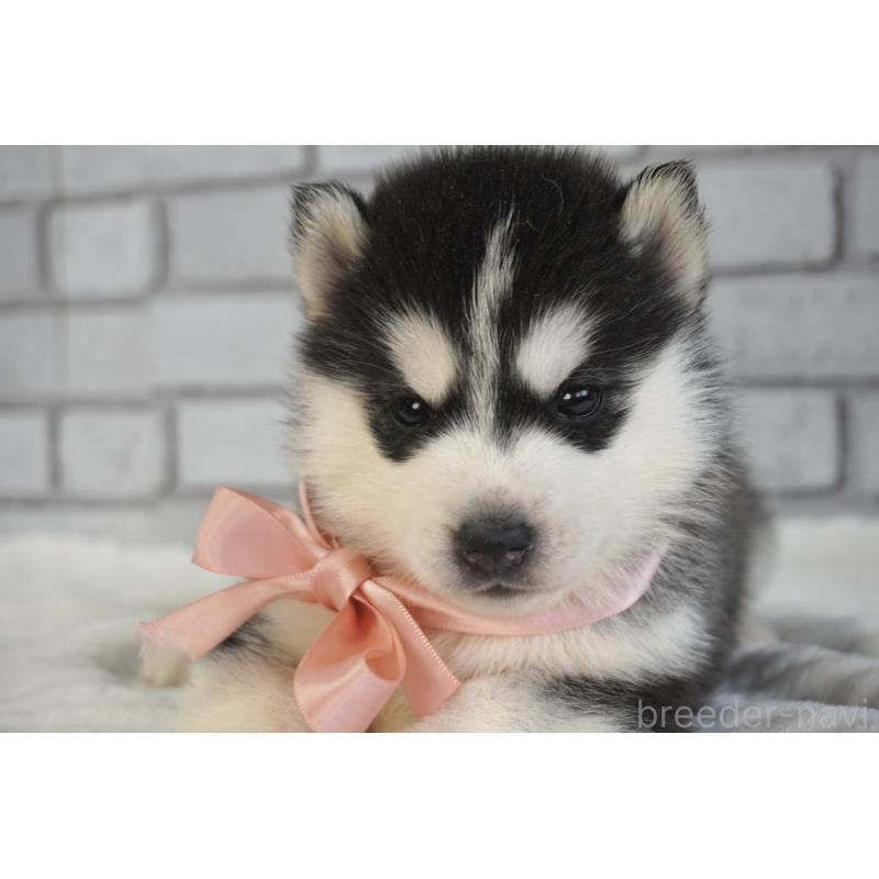 販売中の熊本県のシベリアンハスキー-453201の8枚目