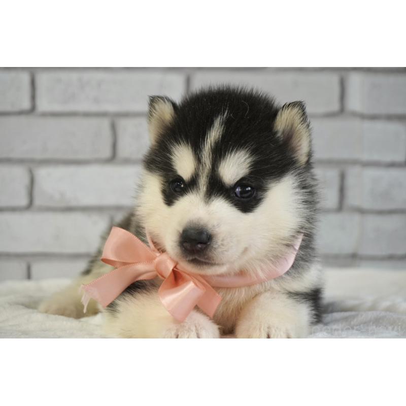 販売中の熊本県のシベリアンハスキー-453201の7枚目