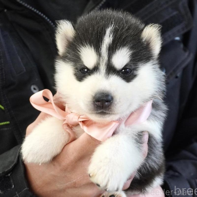 販売中の熊本県のシベリアンハスキー-453201の6枚目