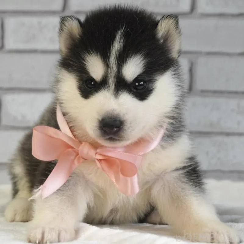 販売中の熊本県のシベリアンハスキー-453201の5枚目