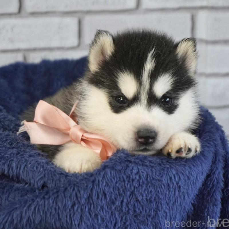 販売中の熊本県のシベリアンハスキー-453201の4枚目