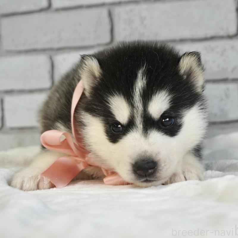 販売中の熊本県のシベリアンハスキー-453201の3枚目