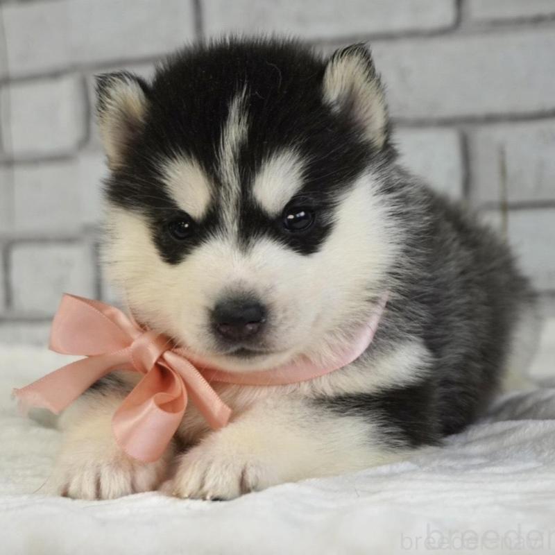 販売中の熊本県のシベリアンハスキー-453201の2枚目