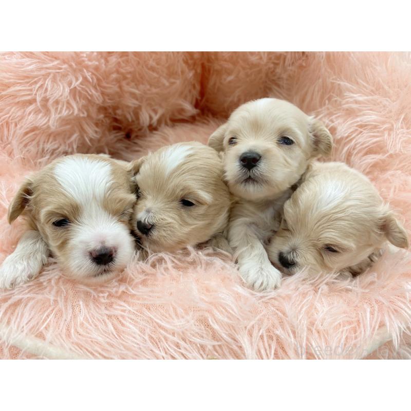 販売中の新潟県のマルプー:マルチーズ×トイプードル-453202の3枚目