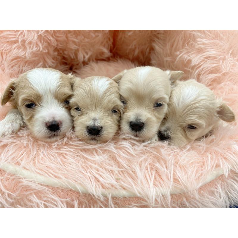 販売中の新潟県のマルプー:マルチーズ×トイプードル-453202の2枚目