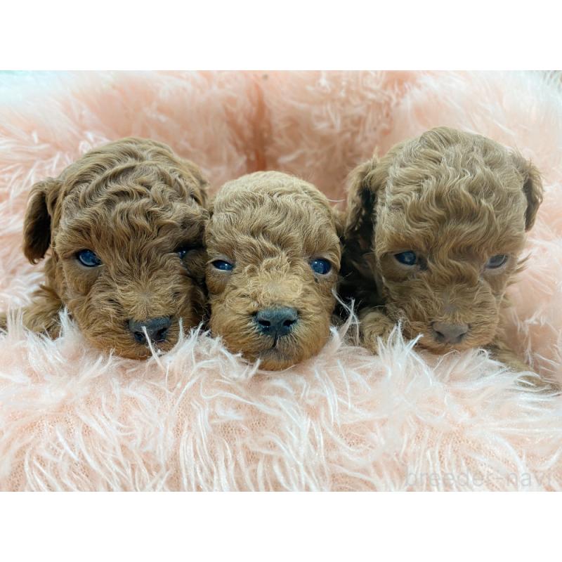 販売中の新潟県のトイプードル-453203の3枚目