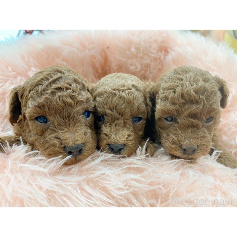 販売中の新潟県のトイプードル-453203の2枚目