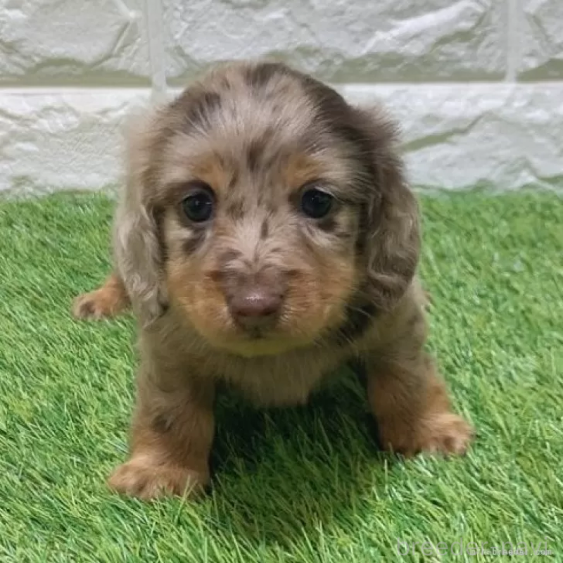 販売中の愛知県のミニチュアダックスフンド(ロングヘアード)-451991