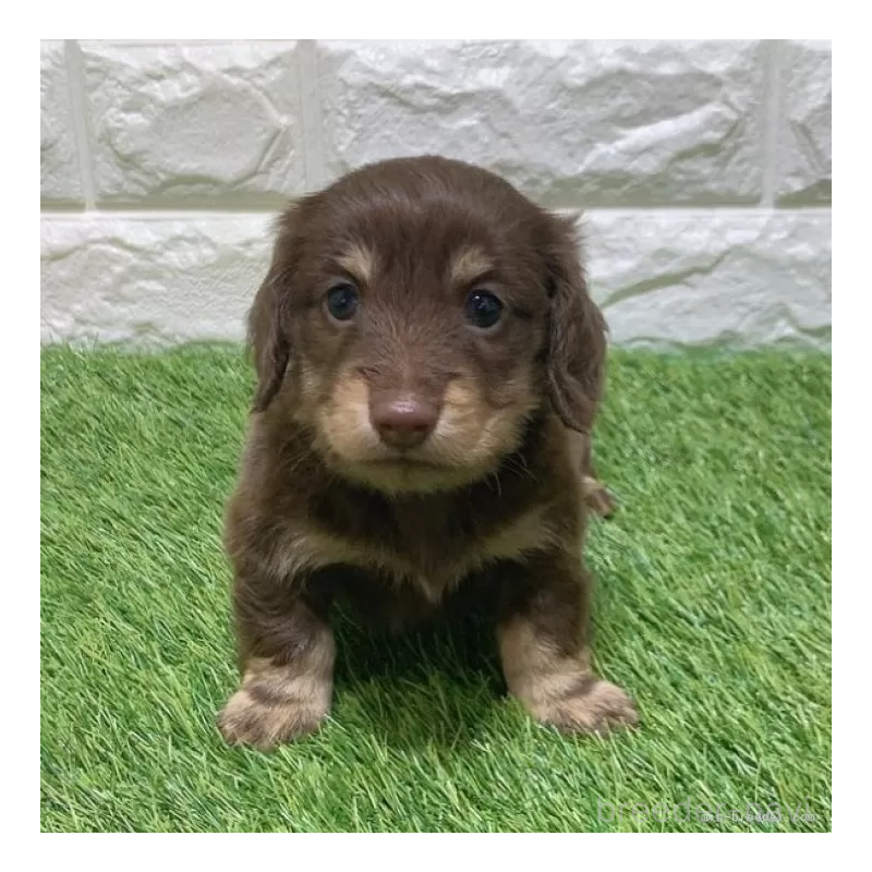 販売中の愛知県のミニチュアダックスフンド(ロングヘアード)-451982