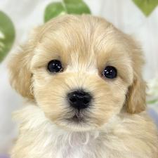 ♀︎マルプー:マルチーズ×トイプードル