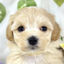 ♀︎マルプー:マルチーズ×トイプードル