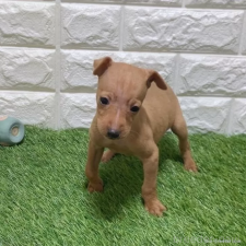 ♀︎ミニチュアピンシャー(ミニピン)