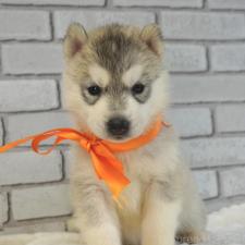 ♀︎シベリアンハスキー