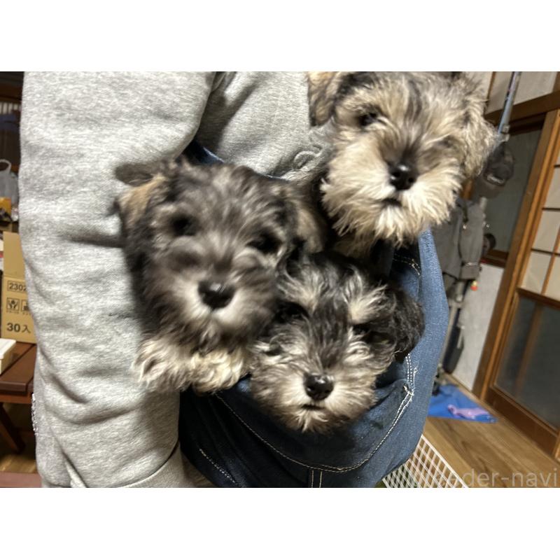 販売中の長崎県のミニチュアシュナウザー-445808の3枚目