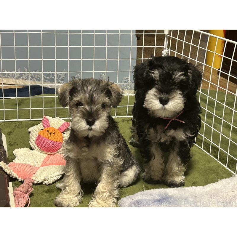 販売中の長崎県のミニチュアシュナウザー-445808の2枚目