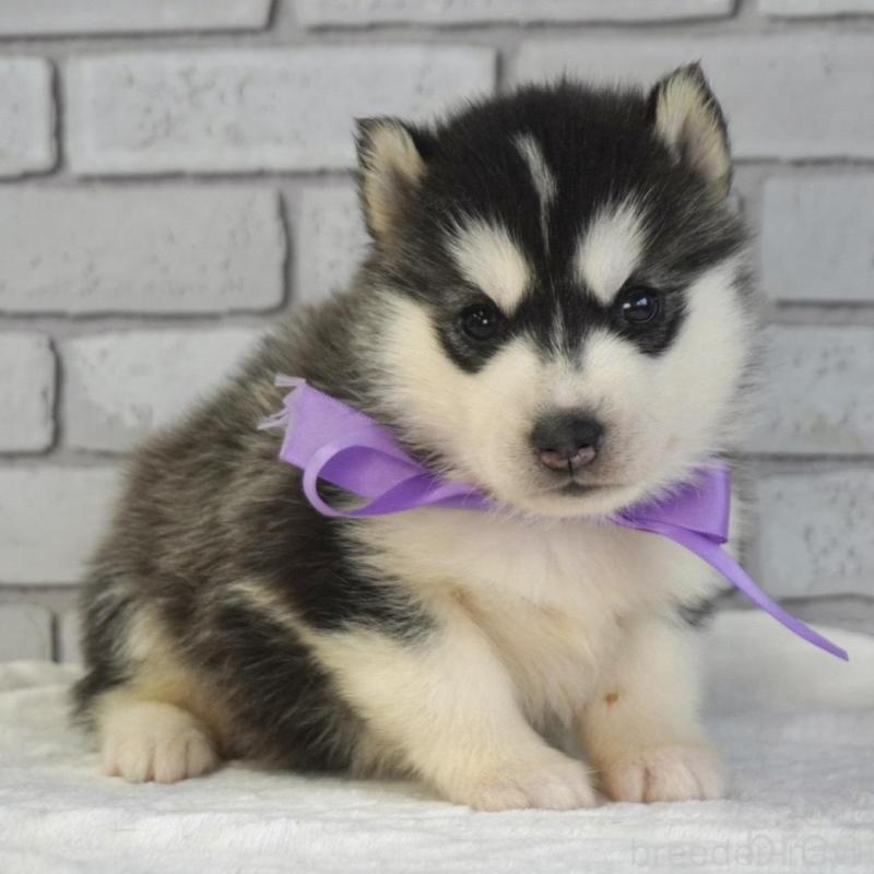 販売中の熊本県のシベリアンハスキー-453204の9枚目