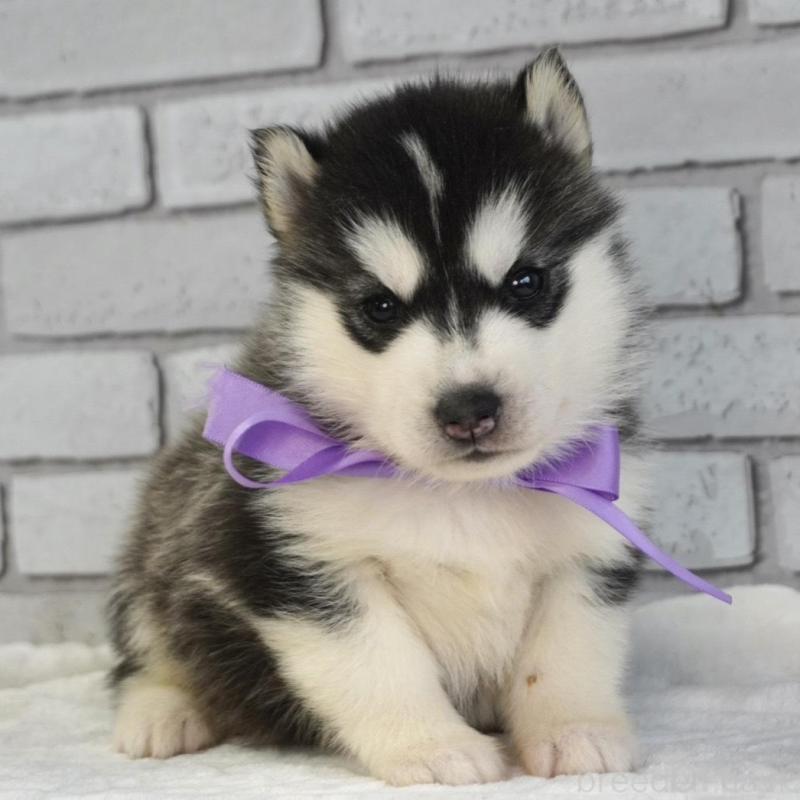 販売中の熊本県のシベリアンハスキー-453204の7枚目