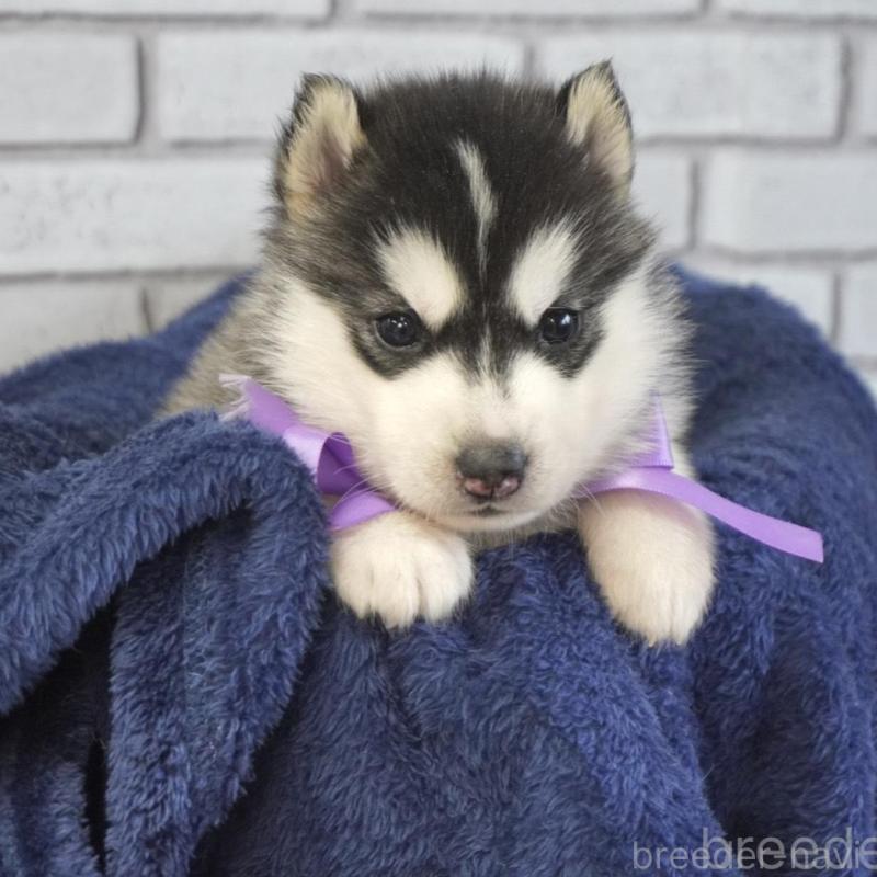 販売中の熊本県のシベリアンハスキー-453204の6枚目