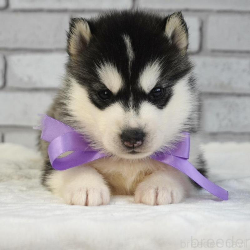 販売中の熊本県のシベリアンハスキー-453204の5枚目