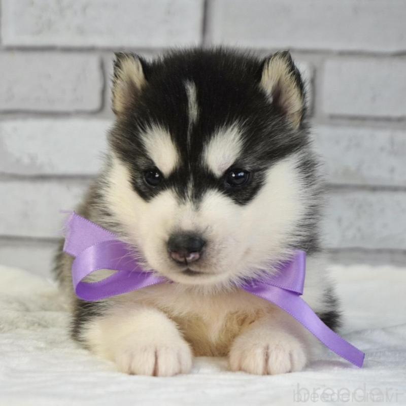 販売中の熊本県のシベリアンハスキー-453204の4枚目