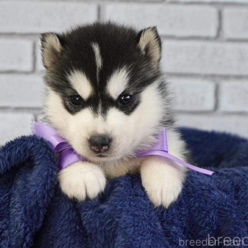 販売中の熊本県のシベリアンハスキー-453204の3枚目