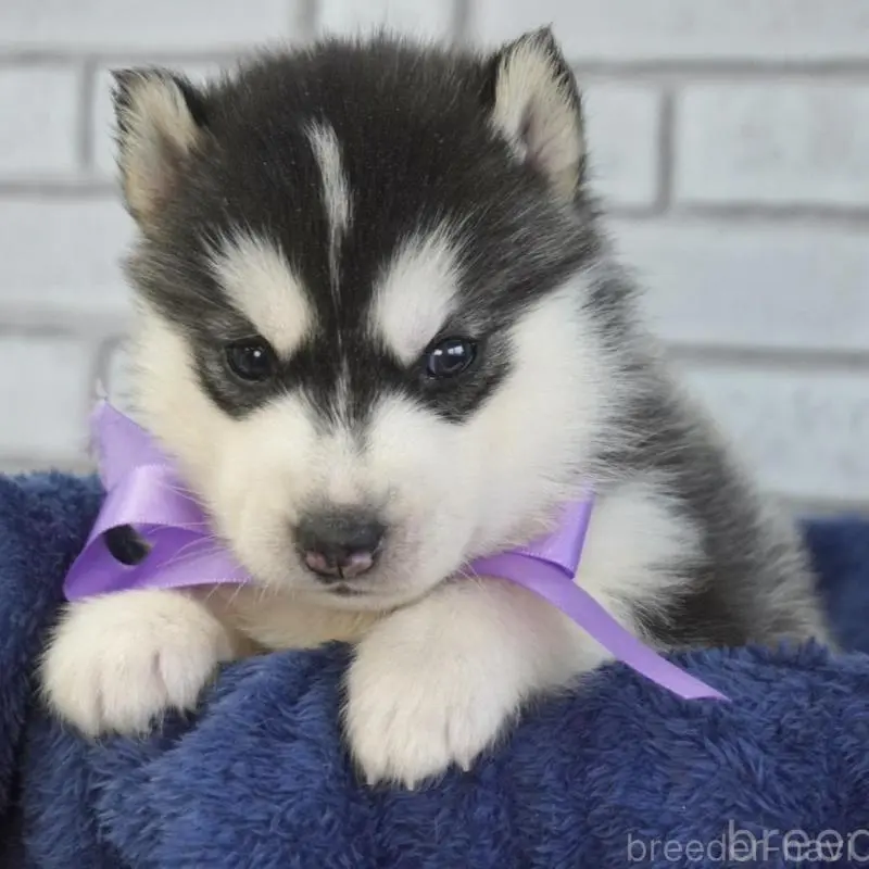 販売中の熊本県のシベリアンハスキー-453204の2枚目