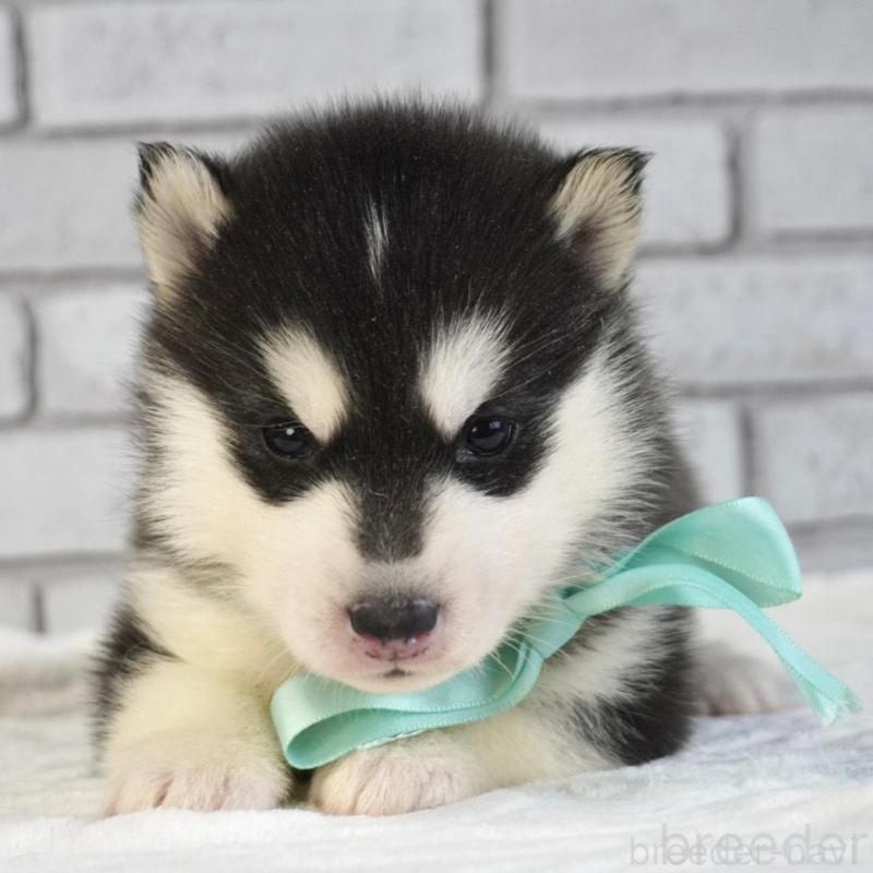 販売中の熊本県のシベリアンハスキー-453205の7枚目