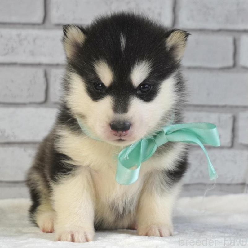 販売中の熊本県のシベリアンハスキー-453205の6枚目