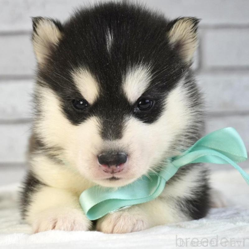 販売中の熊本県のシベリアンハスキー-453205の5枚目