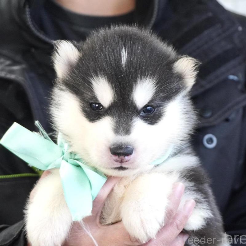 販売中の熊本県のシベリアンハスキー-453205の4枚目