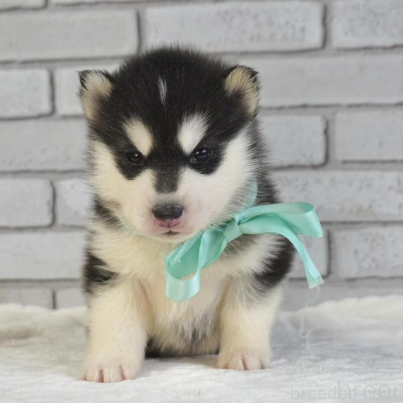 販売中の熊本県のシベリアンハスキー-453205の3枚目