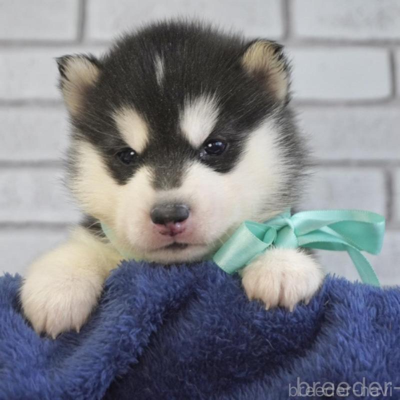 販売中の熊本県のシベリアンハスキー-453205の2枚目