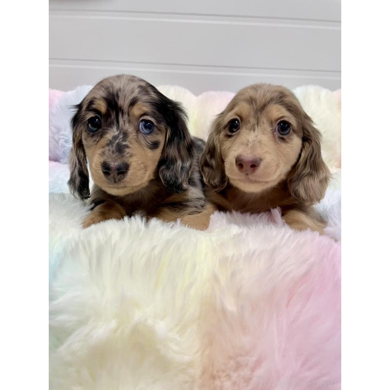 販売中の千葉県のミニチュアダックスフンド(ロングヘアード)-446513の4枚目