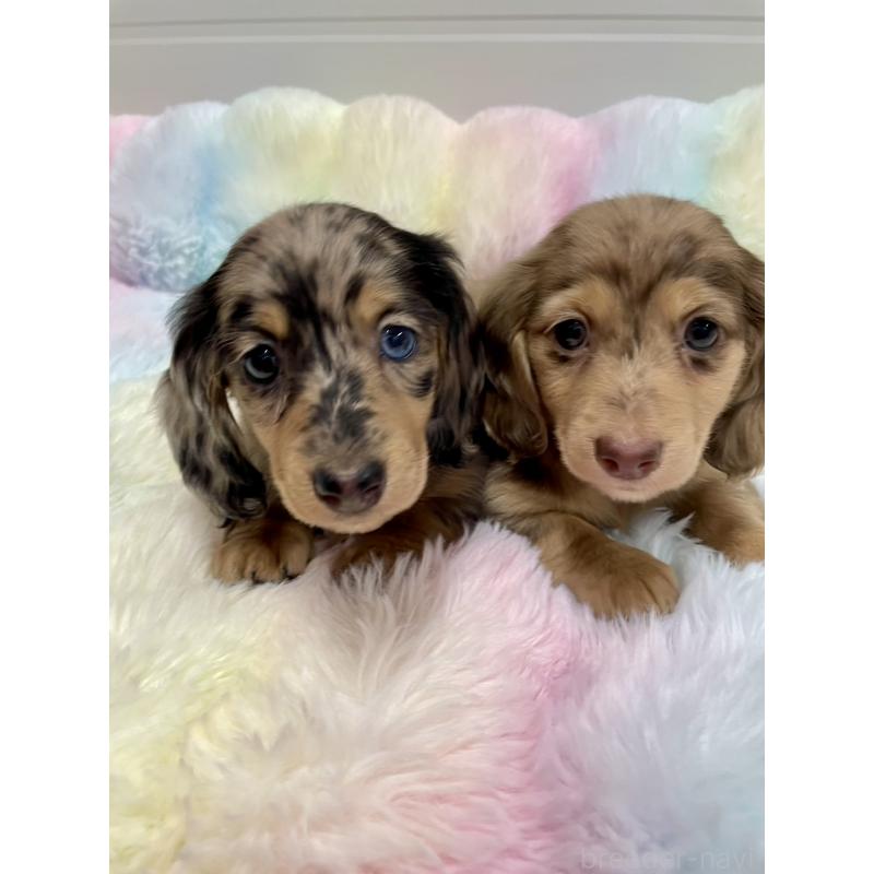 販売中の千葉県のミニチュアダックスフンド(ロングヘアード)-446513の3枚目