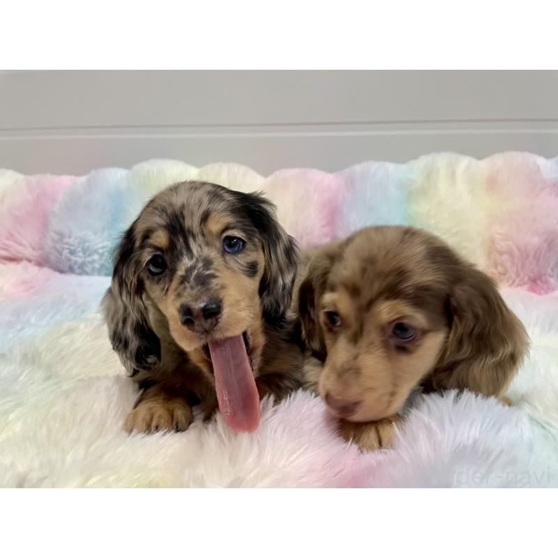 販売中の千葉県のミニチュアダックスフンド(ロングヘアード)-446513の2枚目