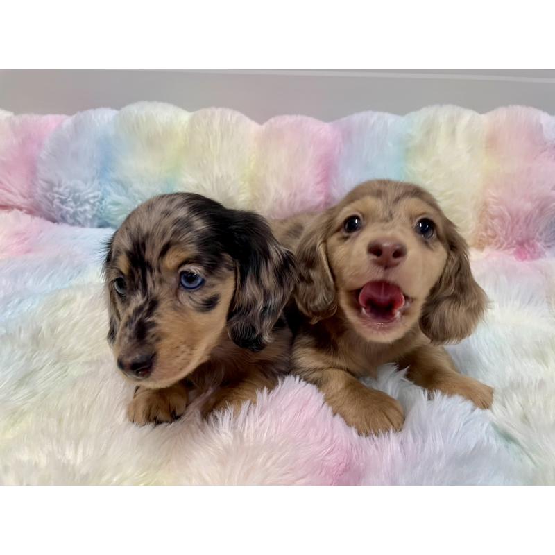 販売中の千葉県のミニチュアダックスフンド(ロングヘアード)-446512の5枚目