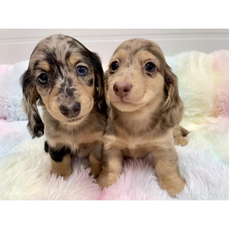 販売中の千葉県のミニチュアダックスフンド(ロングヘアード)-446512の4枚目