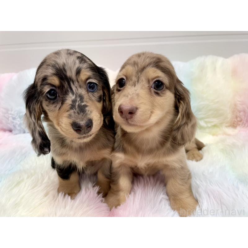 販売中の千葉県のミニチュアダックスフンド(ロングヘアード)-446512の3枚目