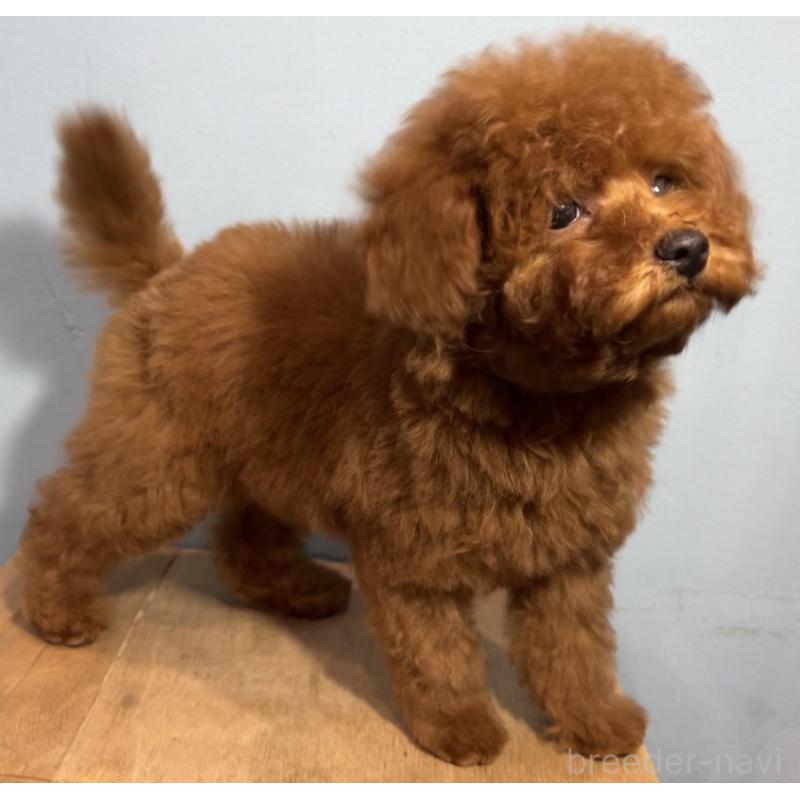 販売中の大阪府のトイプードル-453267の3枚目