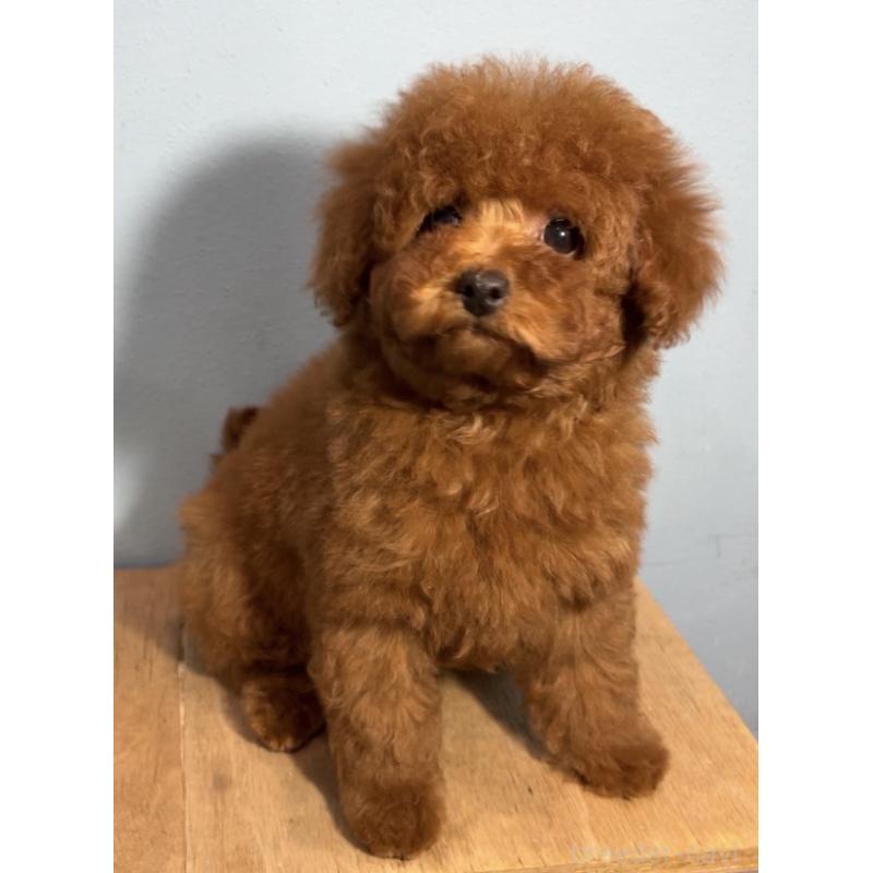 販売中の大阪府のトイプードル-453267の2枚目