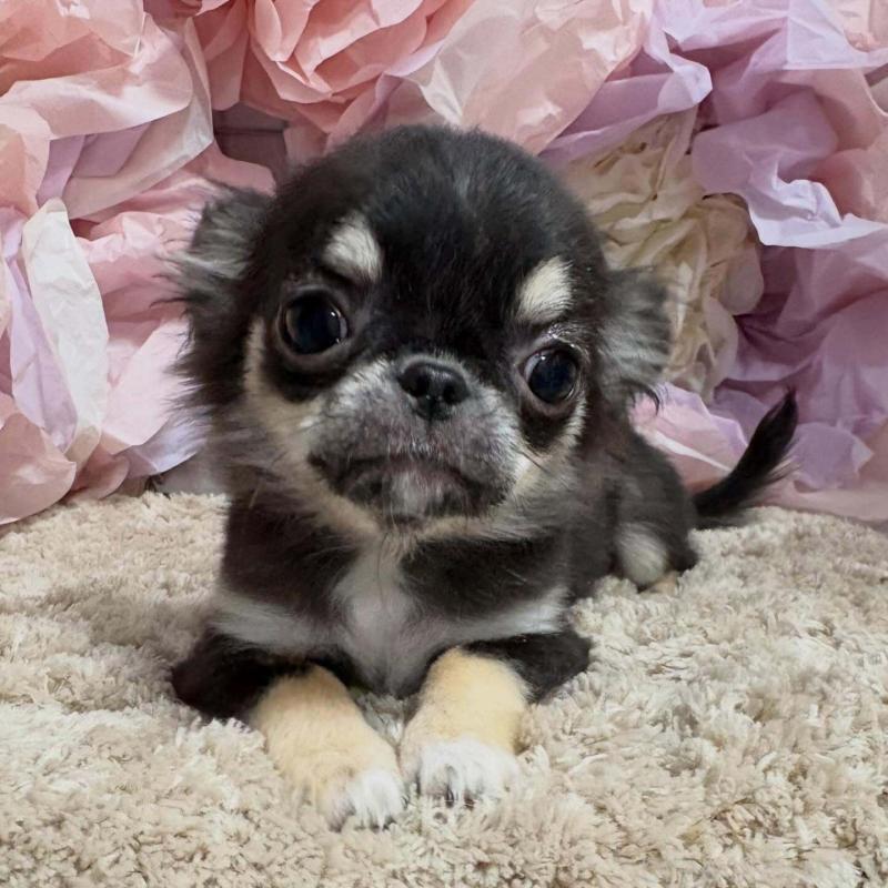 販売中の大阪府のチワワ(ロングコート)-453206の5枚目