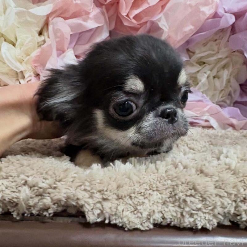 販売中の大阪府のチワワ(ロングコート)-453206の4枚目