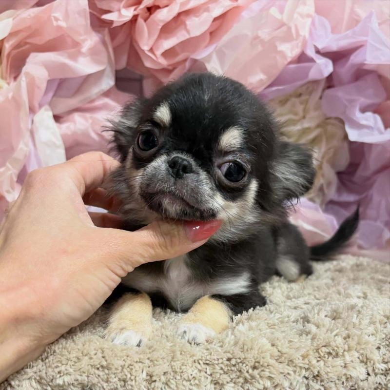 販売中の大阪府のチワワ(ロングコート)-453206の3枚目