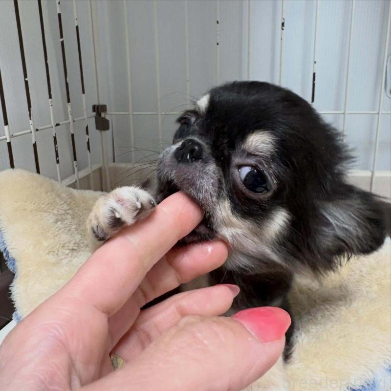 販売中の大阪府のチワワ(ロングコート)-453206の2枚目