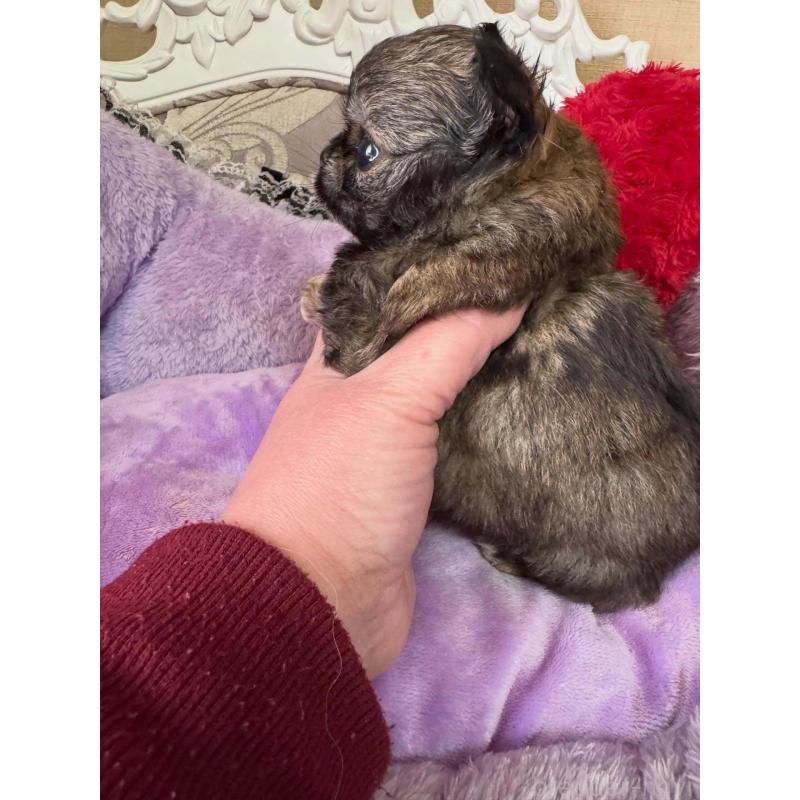 販売中の兵庫県のチワワ(ロングコート)-453207の5枚目