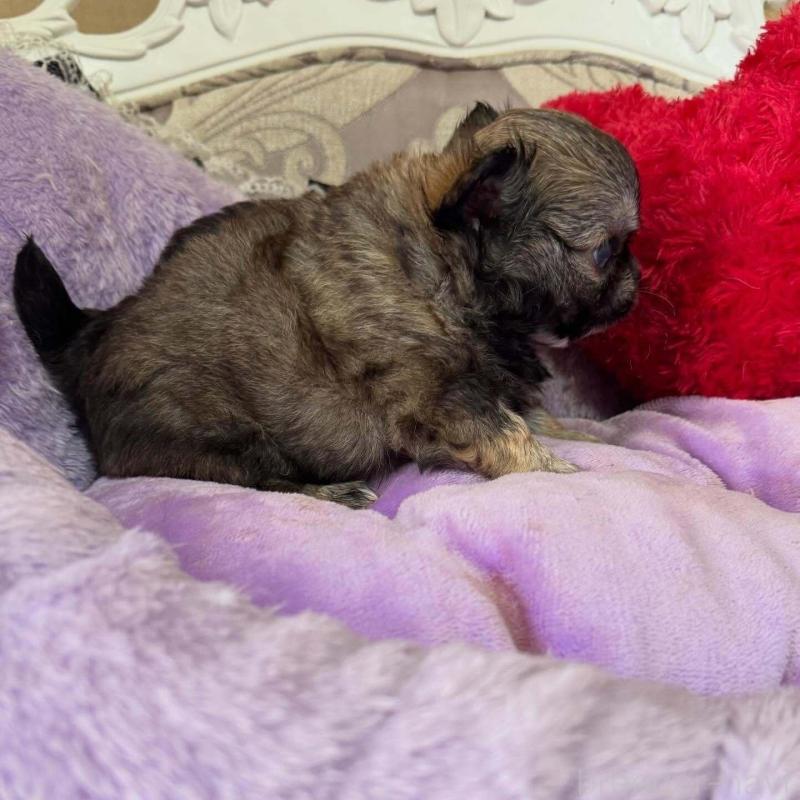 販売中の兵庫県のチワワ(ロングコート)-453207の4枚目